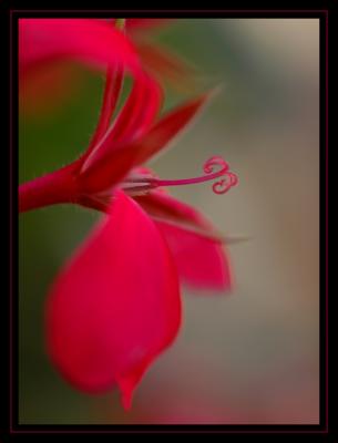 Pelargonium rouge