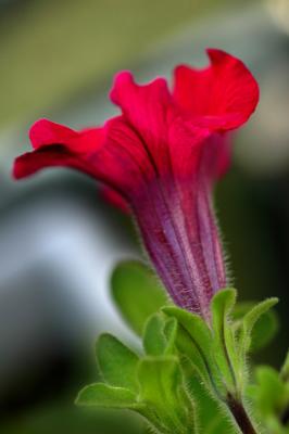 Red petunia