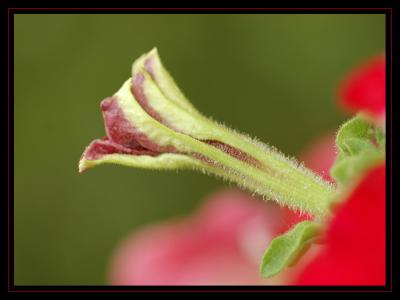 Red petunia bud