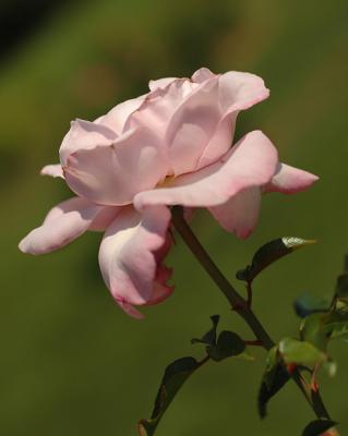 Rose de Bagatelle 03
