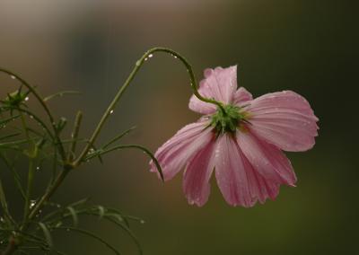 Cosmos  in the rain - my favorite