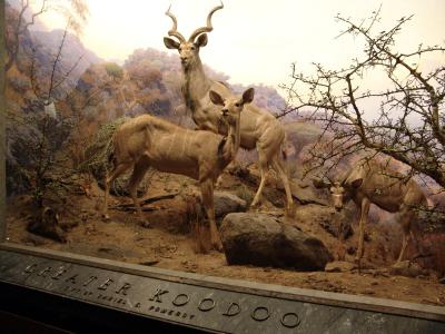 131 dioramas no museu de historia natural