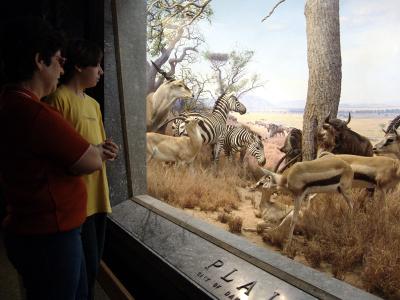 132 dioramas no museu de historia natural