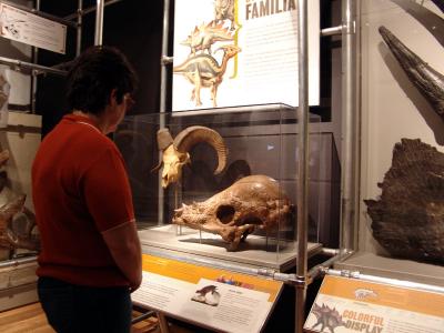 134 expo dinosaurs - museu de historia natural