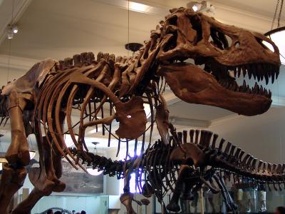 142 t-rex e outro sauro no fundo