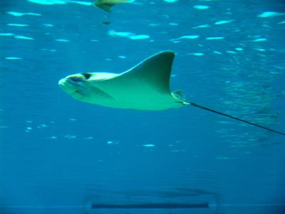 163 stingray - arraia