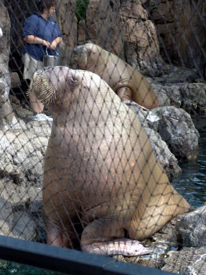 169 walruses - morsas