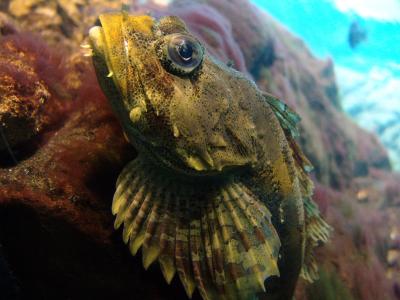 172 peixe estranho