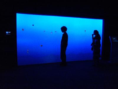186 aquario de águas-vivas