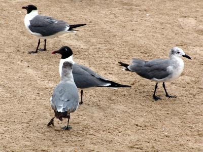 187 gaivotas na praia de coney island