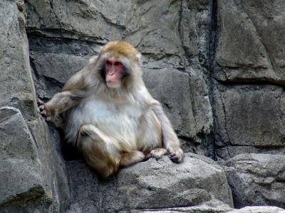194 central park zoo - macaco japones