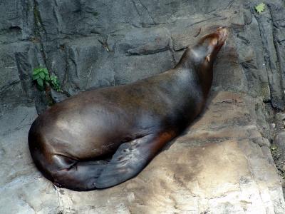 195 central park zoo - leao marinho