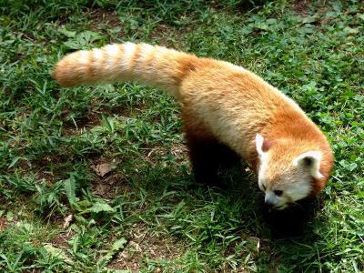 198 central park zoo - panda vermelho