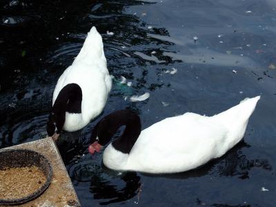 202 central park zoo