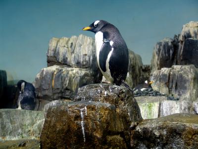 212 central park zoo
