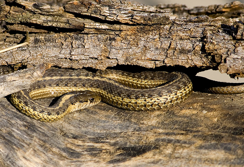 Snake in a log.jpg