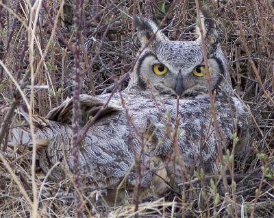 Great Horned-Owl.jpg