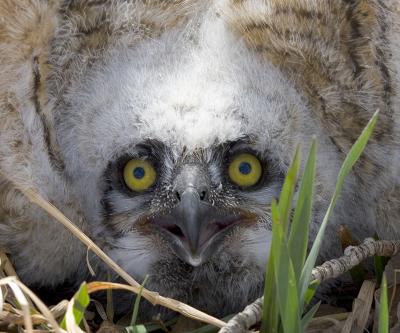 horned_owl chick.jpg