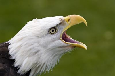 Eagle_0904.jpg