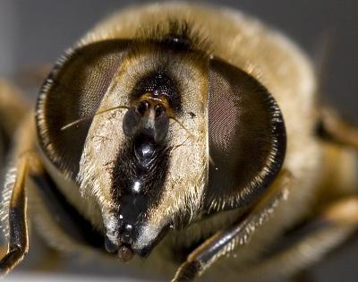 Bee face.jpg