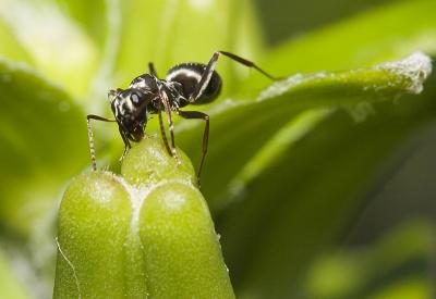 Feeding ant.jpg