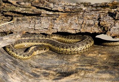 Snake in a log.jpg