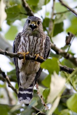 Merlin falcon.jpg