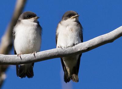 Young tree swallows.jpg