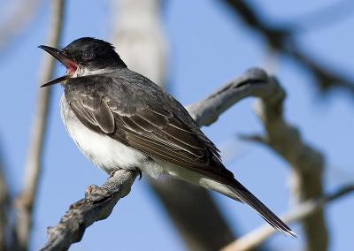 v3/29/530429/3/45680780.EasternKingbird.jpg