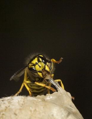 Wasp (10).jpg