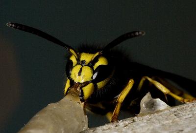 Wasp (2).jpg