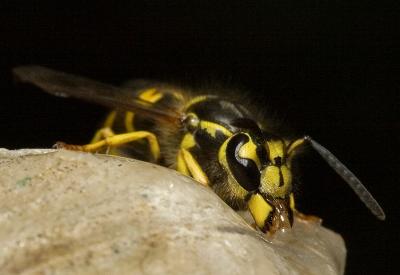 Wasp (3).jpg