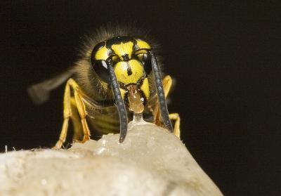 Wasp (4).jpg