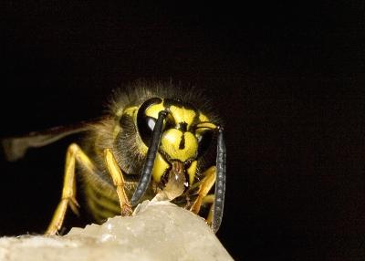Wasp (5).jpg