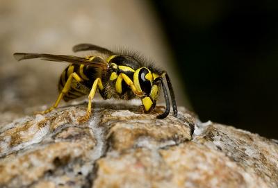 Wasp (7).jpg