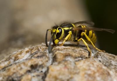 Wasp (8).jpg