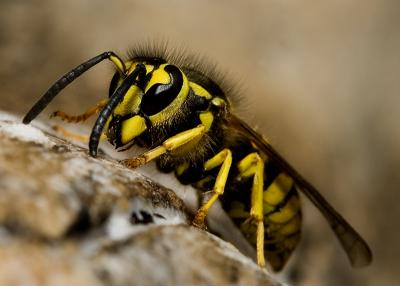 Wasp (9).jpg