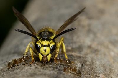 Wasp_ants.jpg