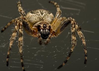 Spider in the night2.jpg