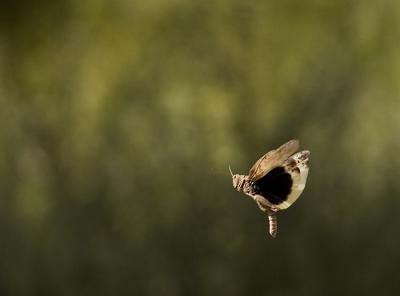 Hopper Flight.jpg