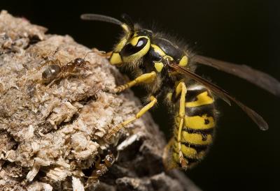 Ant-V-Wasp (1).jpg
