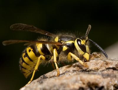 Ant-V-Wasp (10).jpg