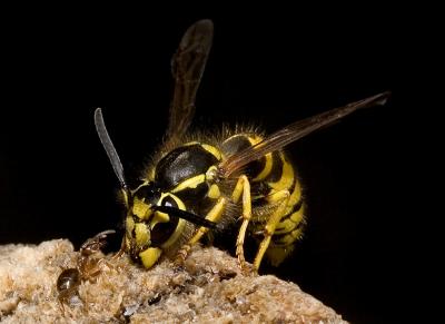 Ant-V-Wasp (11).jpg