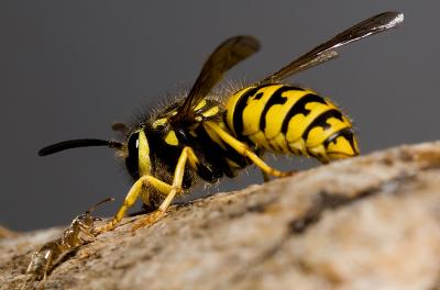 Ant-V-Wasp (3).jpg