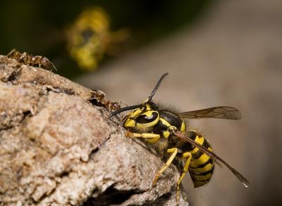 Ant-V-Wasp (4).jpg
