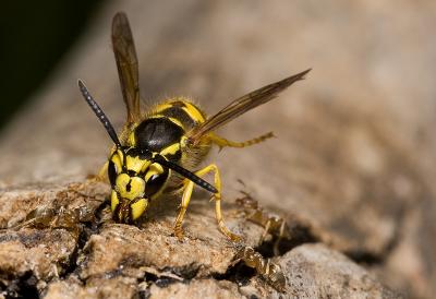 Ant-V-Wasp (5).jpg