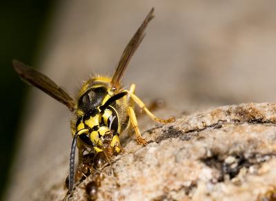 Ant-V-Wasp (6).jpg
