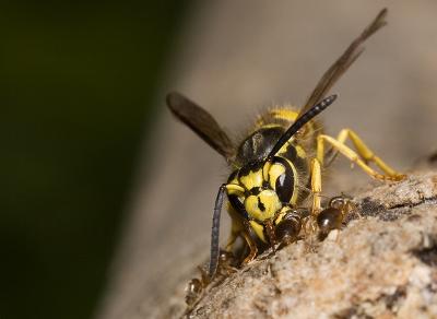 Ant-V-Wasp (7).jpg