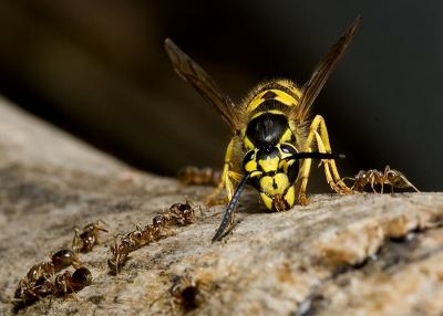 Ant-V-Wasp (8).jpg