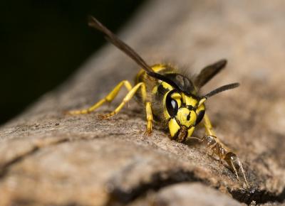 Ant-V-Wasp (9).jpg